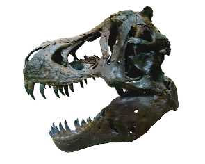Tyrannosaurus Rexin kallo